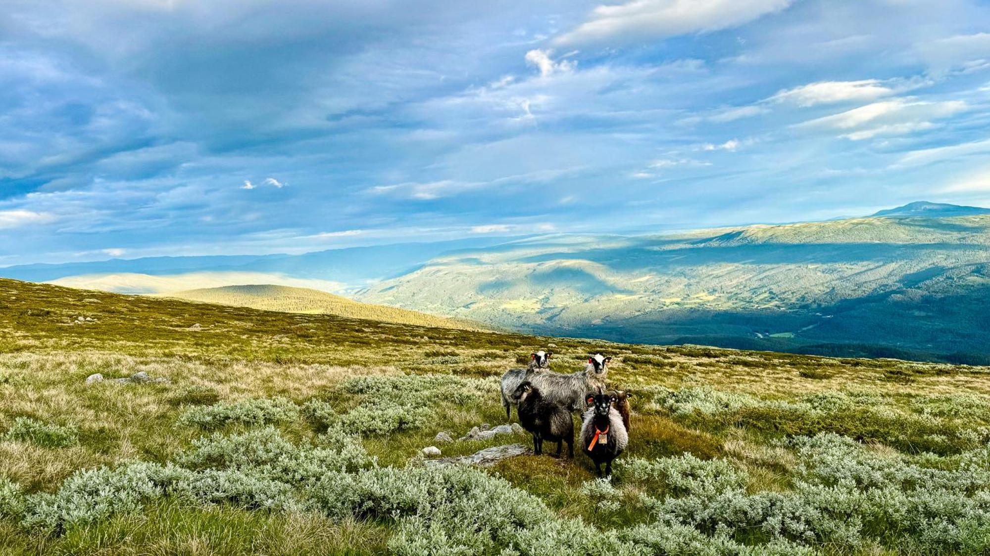 Mjosvang Kafe Vang I Valdres Luaran gambar